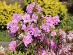 Japanische Azalee 'Elsie Lee' -Edelrosen Geschaft japanische azalee elsie lee m004102 w 5