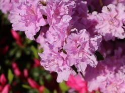 Japanische Azalee 'Elsie Lee' -Edelrosen Geschaft japanische azalee elsie lee m004102 w 6