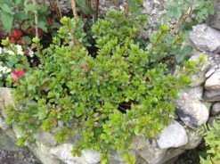 Japanische Azalee 'Fridoline' 20 Japanische Azalee 'Fridoline' -Edelrosen Geschaft japanische azalee fridoline m004108 740911 0