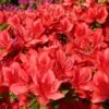 Japanische Azalee 'Fridoline'
