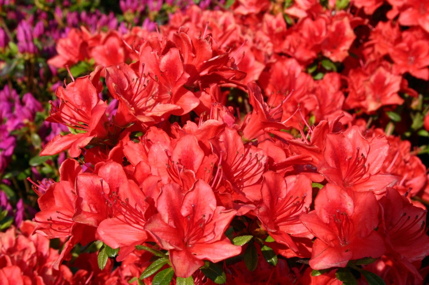 Japanische Azalee 'Fridoline' 1 Japanische Azalee 'Fridoline'