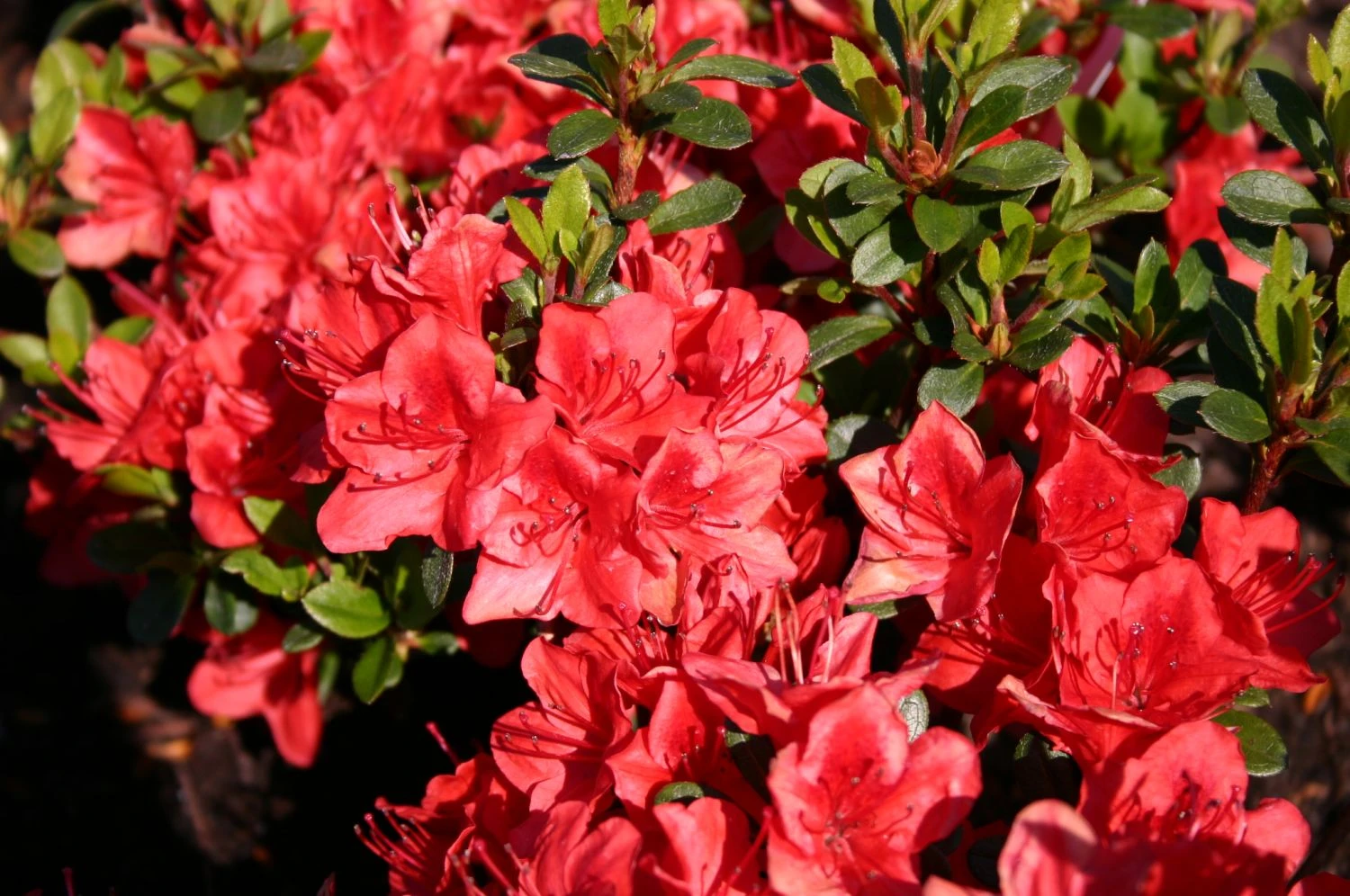 Japanische Azalee 'Fridoline' 9 Japanische Azalee 'Fridoline' – Bild 9