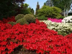 Japanische Azalee 'Fridoline' 15 Japanische Azalee 'Fridoline' -Edelrosen Geschaft japanische azalee fridoline m004108 w 1