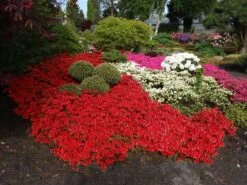 Japanische Azalee 'Fridoline' 16 Japanische Azalee 'Fridoline' -Edelrosen Geschaft japanische azalee fridoline m004108 w 3