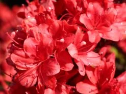 Japanische Azalee 'Fridoline' 18 Japanische Azalee 'Fridoline' -Edelrosen Geschaft japanische azalee fridoline m004108 w 4