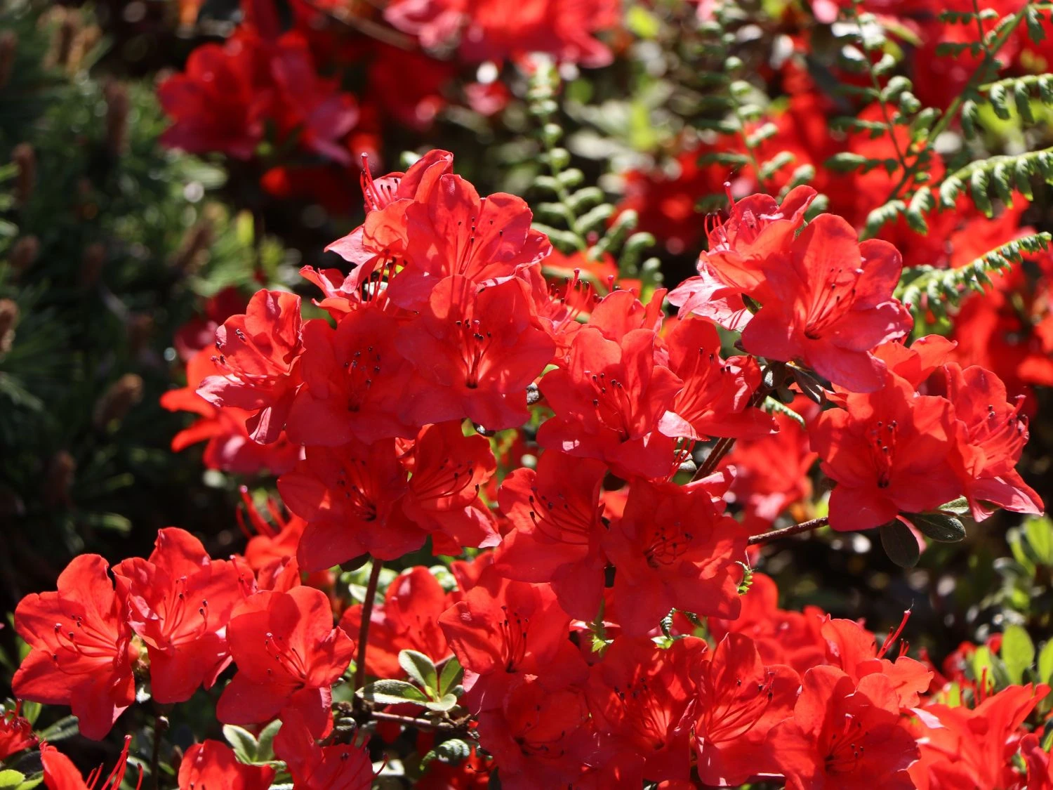 Japanische Azalee 'Fridoline' 3 Japanische Azalee 'Fridoline' – Bild 3