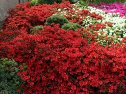 Japanische Azalee 'Fridoline' 14 Japanische Azalee 'Fridoline' -Edelrosen Geschaft japanische azalee fridoline m004108 w 6