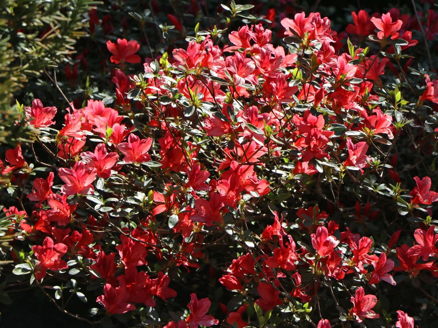 Japanische Azalee 'Fridoline' 2 Japanische Azalee 'Fridoline' – Bild 2