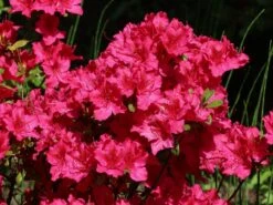 Japanische Azalee 'Georg Arends' -Edelrosen Geschaft japanische azalee georg arends m004112 w 1