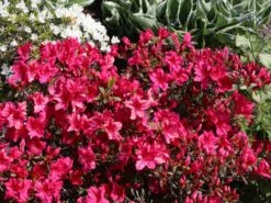 Japanische Azalee 'Georg Arends' -Edelrosen Geschaft japanische azalee georg arends m004112 w 2