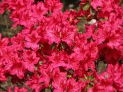 Japanische Azalee 'Georg Arends' -Edelrosen Geschaft japanische azalee georg arends m004112 w 3