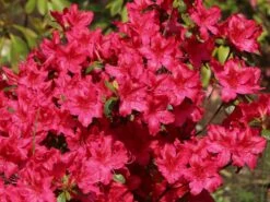 Japanische Azalee 'Georg Arends' -Edelrosen Geschaft japanische azalee georg arends m004112 w 4