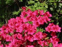 Japanische Azalee 'Georg Arends' -Edelrosen Geschaft japanische azalee georg arends m004112 w 5