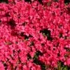 Japanische Azalee 'Gislinde'