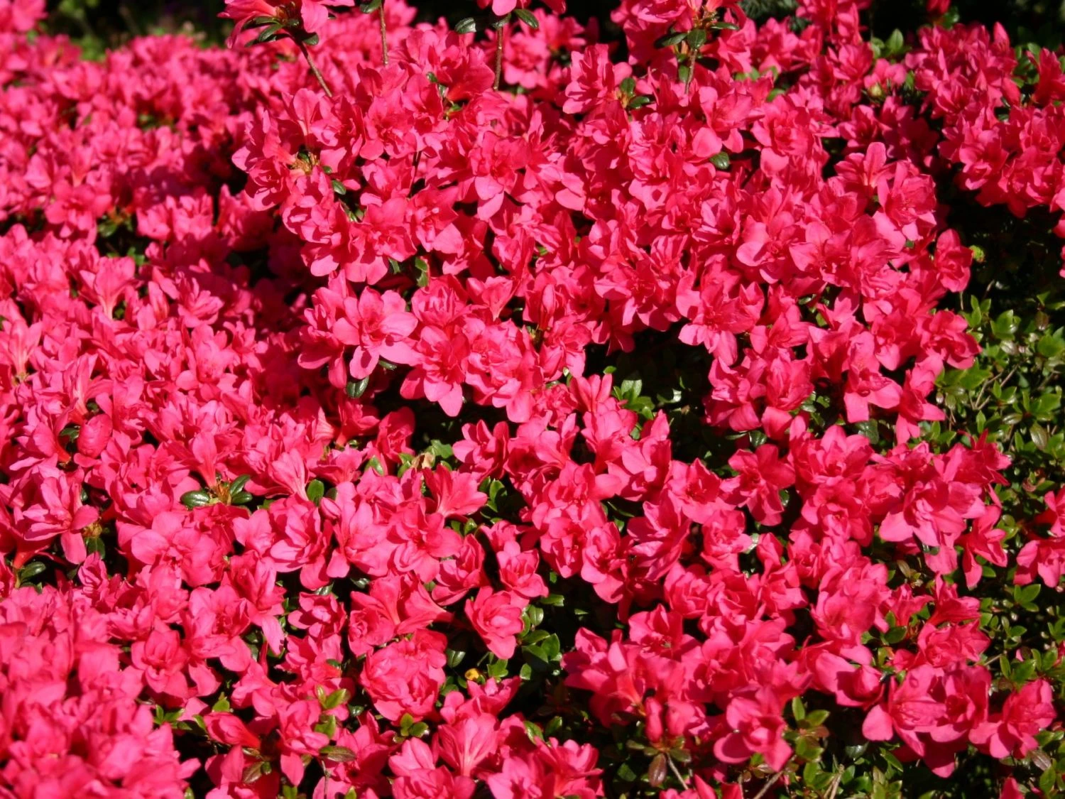 Japanische Azalee 'Gislinde' 1 Japanische Azalee 'Gislinde'