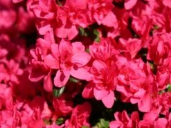 Japanische Azalee 'Gislinde' 6 Japanische Azalee 'Gislinde' -Edelrosen Geschaft japanische azalee gislinde m004114 w 0