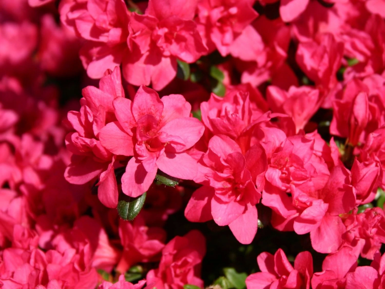 Japanische Azalee 'Gislinde' 3 Japanische Azalee 'Gislinde' – Bild 3