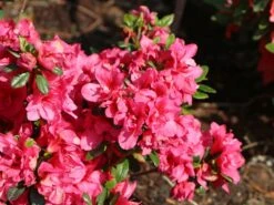 Japanische Azalee 'Gislinde' 7 Japanische Azalee 'Gislinde' -Edelrosen Geschaft japanische azalee gislinde m004114 w 1