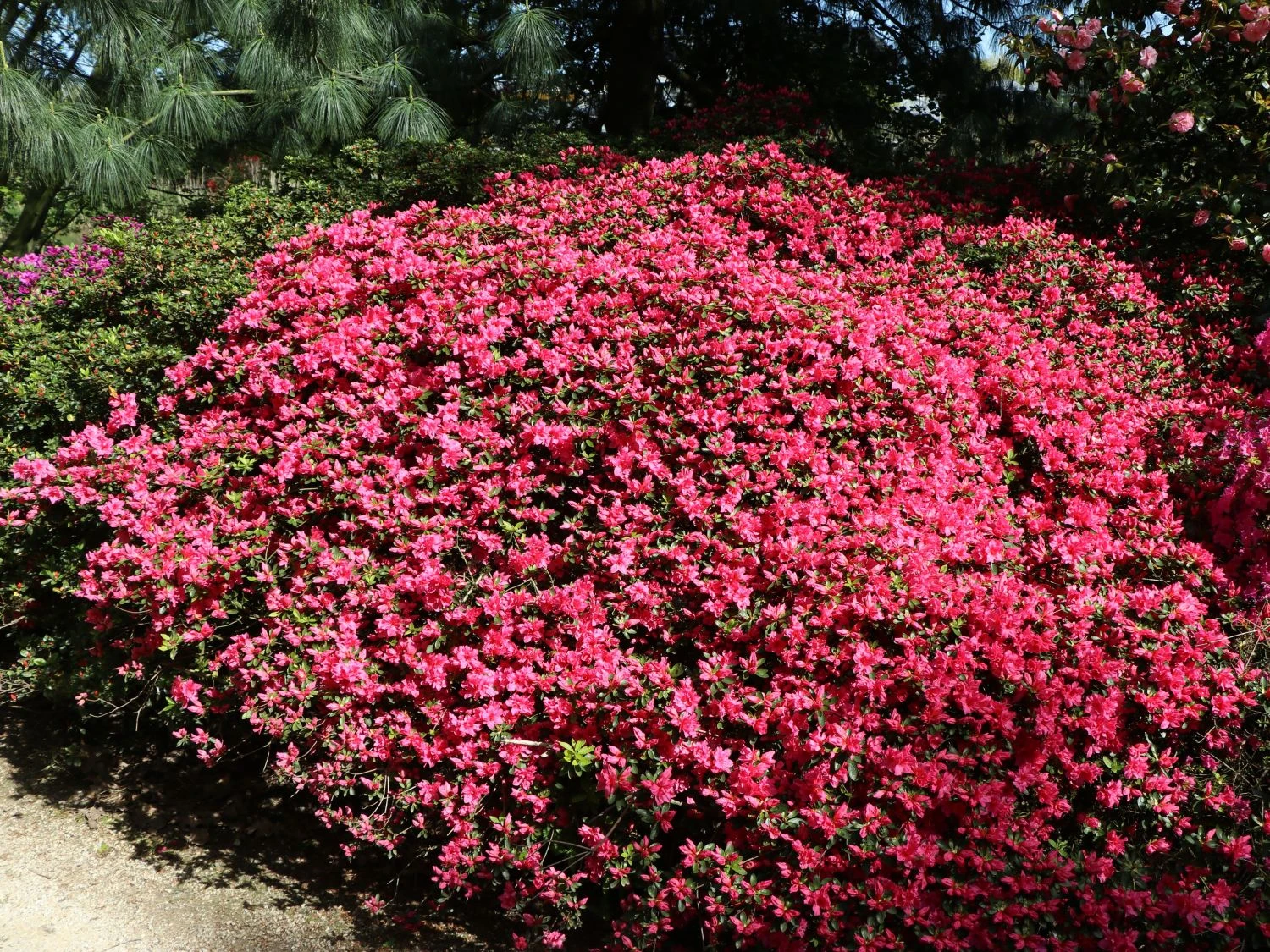 Japanische Azalee 'Gislinde' 2 Japanische Azalee 'Gislinde' – Bild 2