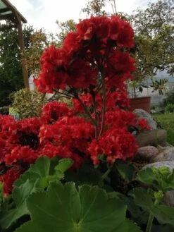 Japanische Azalee 'Hot Shot Variegated' -Edelrosen Geschaft japanische azalee hot shot variegated m004120 850071 0