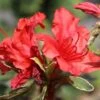 Japanische Azalee 'Hot Shot Variegated'