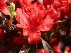 Japanische Azalee 'Hot Shot Variegated' -Edelrosen Geschaft japanische azalee hot shot variegated m004120 w 1