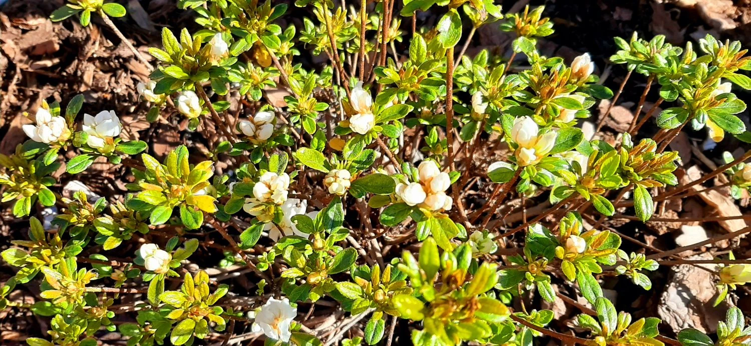 Japanische Azalee 'Kermesina Alba' 9 Japanische Azalee 'Kermesina Alba' – Bild 9