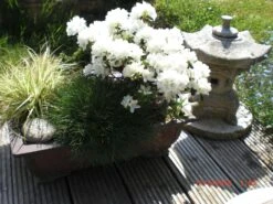 Japanische Azalee 'Kermesina Alba' 23 Japanische Azalee 'Kermesina Alba' -Edelrosen Geschaft japanische azalee kermesina alba m002406 415335 0