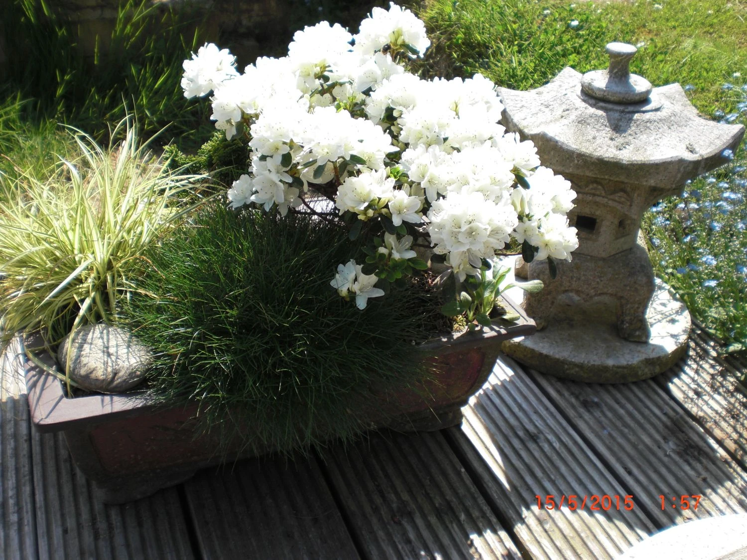 Japanische Azalee 'Kermesina Alba' 12 Japanische Azalee 'Kermesina Alba' – Bild 12