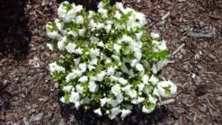 Japanische Azalee 'Kermesina Alba' 22 Japanische Azalee 'Kermesina Alba' -Edelrosen Geschaft japanische azalee kermesina alba m002406 547500 0