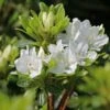 Japanische Azalee 'Kermesina Alba'