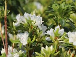 Japanische Azalee 'Kermesina Alba' 16 Japanische Azalee 'Kermesina Alba' -Edelrosen Geschaft japanische azalee kermesina alba m002406 w 0