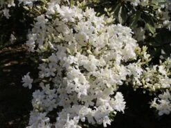 Japanische Azalee 'Kermesina Alba' 17 Japanische Azalee 'Kermesina Alba' -Edelrosen Geschaft japanische azalee kermesina alba m002406 w 3