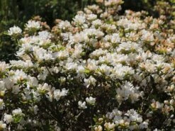 Japanische Azalee 'Kermesina Alba' 14 Japanische Azalee 'Kermesina Alba' -Edelrosen Geschaft japanische azalee kermesina alba m002406 w 4