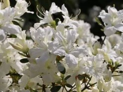 Japanische Azalee 'Kermesina Alba' 19 Japanische Azalee 'Kermesina Alba' -Edelrosen Geschaft japanische azalee kermesina alba m002406 w 5