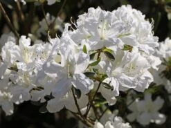 Japanische Azalee 'Kermesina Alba' 18 Japanische Azalee 'Kermesina Alba' -Edelrosen Geschaft japanische azalee kermesina alba m002406 w 6