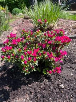 Japanische Azalee 'Kermesina' 15 Japanische Azalee 'Kermesina' -Edelrosen Geschaft japanische azalee kermesina m002410 1337078 0