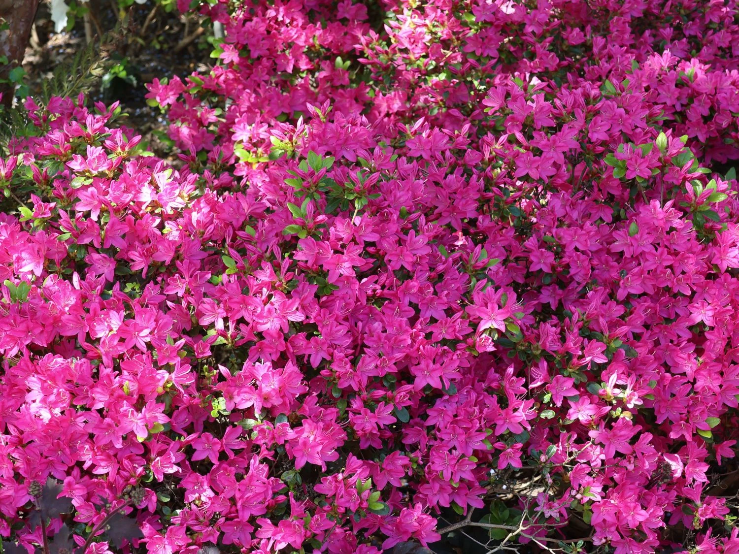 Japanische Azalee 'Kermesina' 1 Japanische Azalee 'Kermesina'