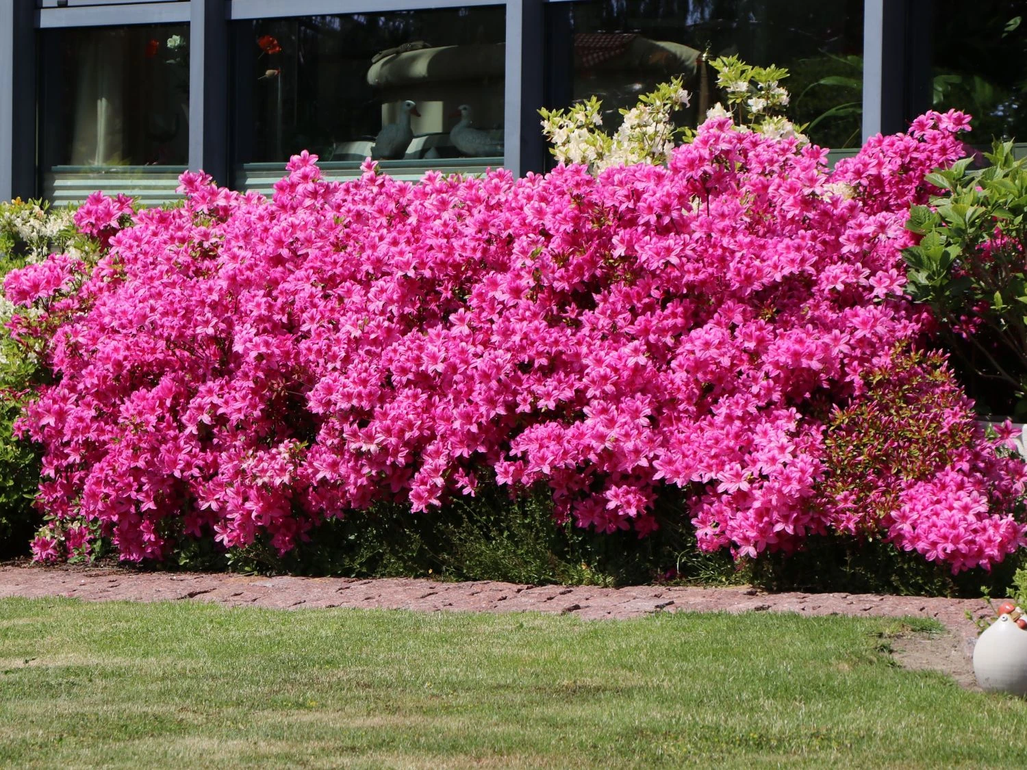 Japanische Azalee 'Kermesina' 5 Japanische Azalee 'Kermesina' – Bild 5