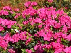 Japanische Azalee 'Kermesina' 10 Japanische Azalee 'Kermesina' -Edelrosen Geschaft japanische azalee kermesina m002410 w 1