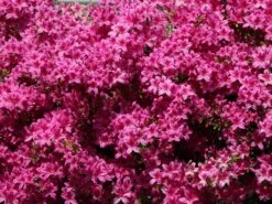 Japanische Azalee 'Kermesina' 11 Japanische Azalee 'Kermesina' -Edelrosen Geschaft japanische azalee kermesina m002410 w 2