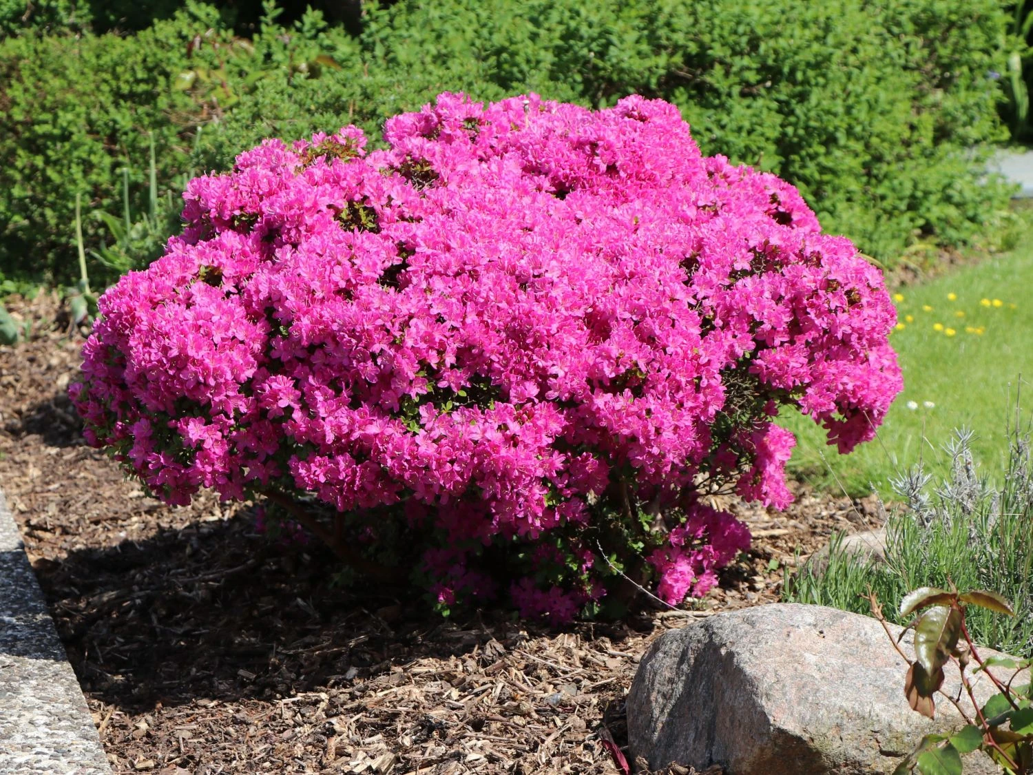 Japanische Azalee 'Kermesina' 2 Japanische Azalee 'Kermesina' – Bild 2