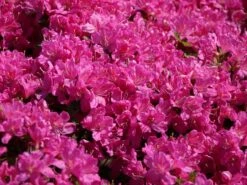 Japanische Azalee 'Kermesina' 14 Japanische Azalee 'Kermesina' -Edelrosen Geschaft japanische azalee kermesina m002410 w 4