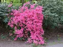 Japanische Azalee 'Kermesina' 13 Japanische Azalee 'Kermesina' -Edelrosen Geschaft japanische azalee kermesina m002410 w 5