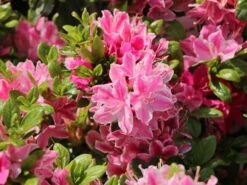 Japanische Azalee 'Kermesina Rosé' -Edelrosen Geschaft japanische azalee kermesina ros m002408 w 2