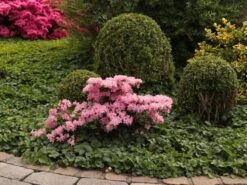 Japanische Azalee 'Kermesina Rosé' -Edelrosen Geschaft japanische azalee kermesina ros m002408 w 3