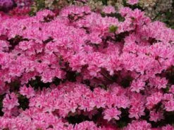 Japanische Azalee 'Kermesina Rosé' -Edelrosen Geschaft japanische azalee kermesina rose m002408 w 0