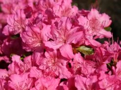 Japanische Azalee 'Kirstin' 18 Japanische Azalee 'Kirstin' -Edelrosen Geschaft japanische azalee kirstin m004124 w 0