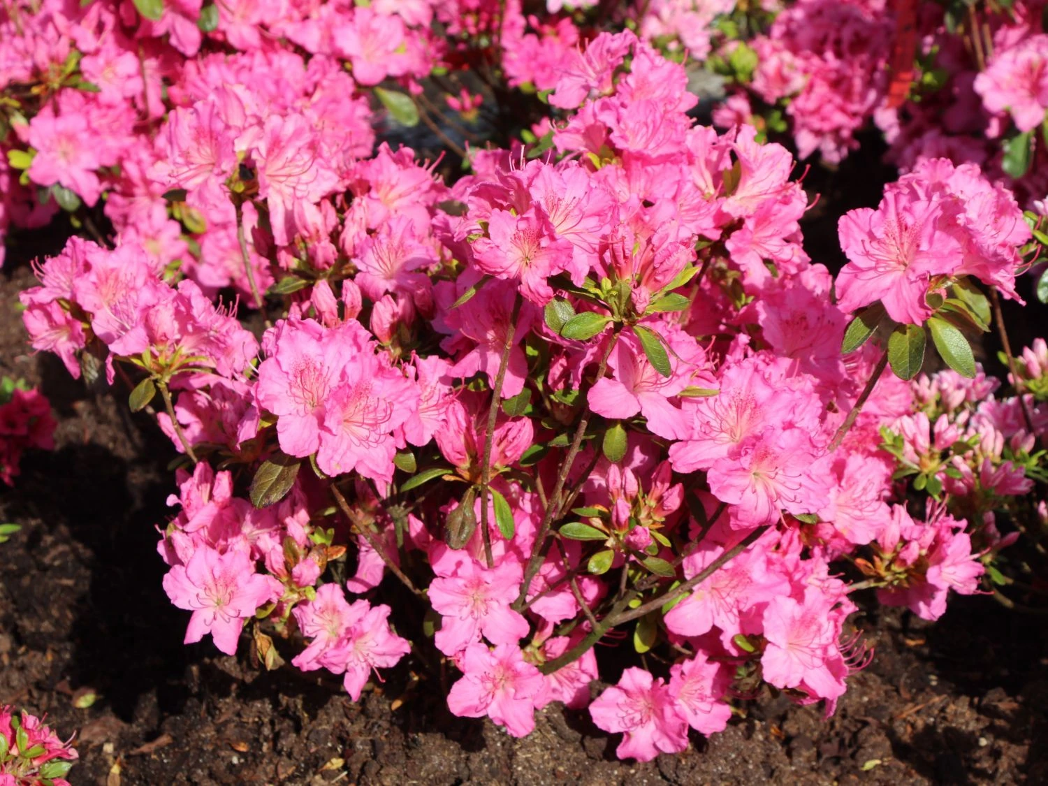 Japanische Azalee 'Kirstin' 4 Japanische Azalee 'Kirstin' – Bild 4