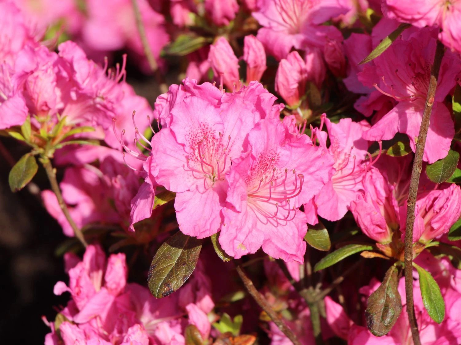 Japanische Azalee 'Kirstin' 2 Japanische Azalee 'Kirstin' – Bild 2